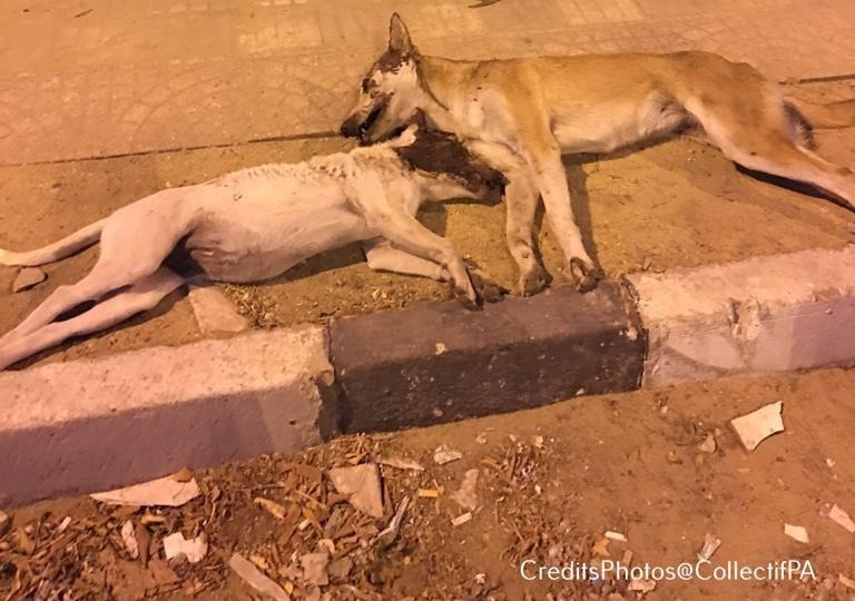 Situation des animaux errants au Maroc : Le tissu associatif tire la sonnette d'alarme
